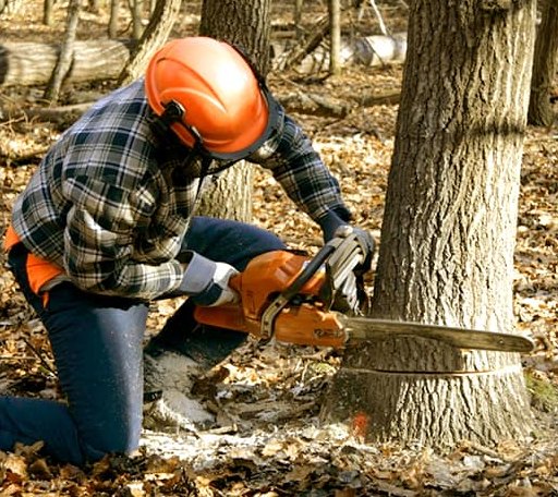 Tree Removal in Kechi, KS
